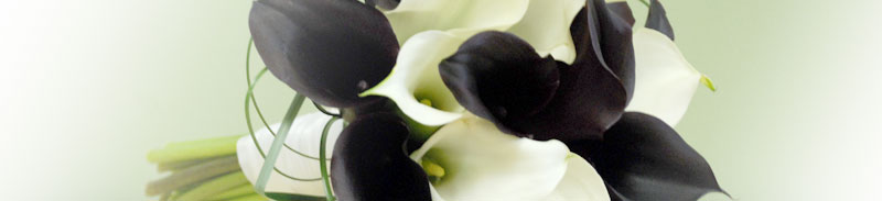 Simple Calla Lily Package