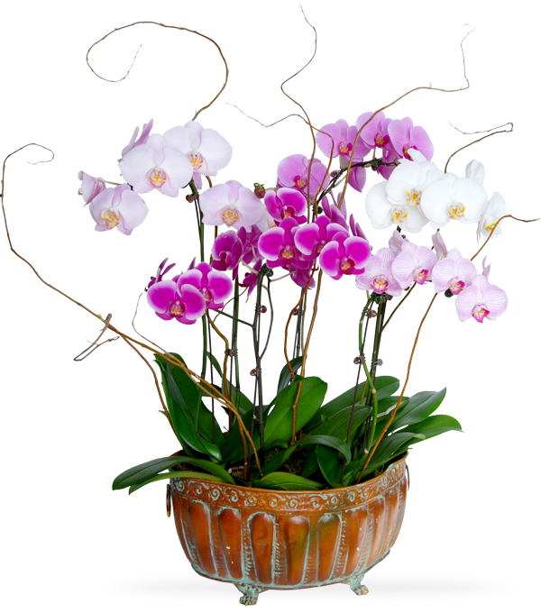 Phaleonopsis Garden by Sun Flower Gallery.