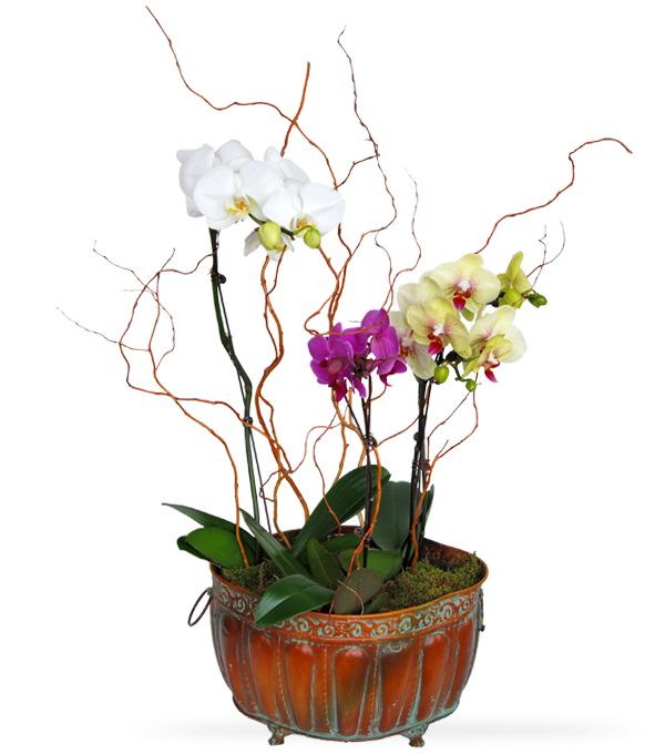 Phaleonopsis Trio basket of mixed orchid plants by Sun Flower Gallery.